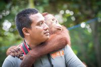 Cara COP Dokumentasikan Pemutilasi Orangutan