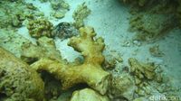 SEDIH!!! Begini Penampakan Karang Raja Ampat Yang Dirusak Kapal Pesiar Inggris