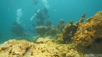 SEDIH!!! Begini Penampakan Karang Raja Ampat Yang Dirusak Kapal Pesiar Inggris