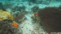 SEDIH!!! Begini Penampakan Karang Raja Ampat Yang Dirusak Kapal Pesiar Inggris