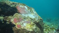SEDIH!!! Begini Penampakan Karang Raja Ampat Yang Dirusak Kapal Pesiar Inggris