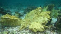 SEDIH!!! Begini Penampakan Karang Raja Ampat Yang Dirusak Kapal Pesiar Inggris