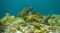 SEDIH!!! Begini Penampakan Karang Raja Ampat Yang Dirusak Kapal Pesiar Inggris