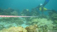 SEDIH!!! Begini Penampakan Karang Raja Ampat Yang Dirusak Kapal Pesiar Inggris