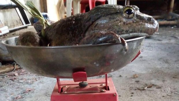 Akhir Kisah Katak Raksasa di Enrekang Sulsel: Habis Disantap Warga