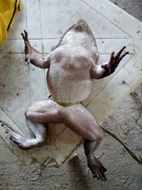 Akhir Kisah Katak Raksasa di Enrekang Sulsel: Habis Disantap Warga