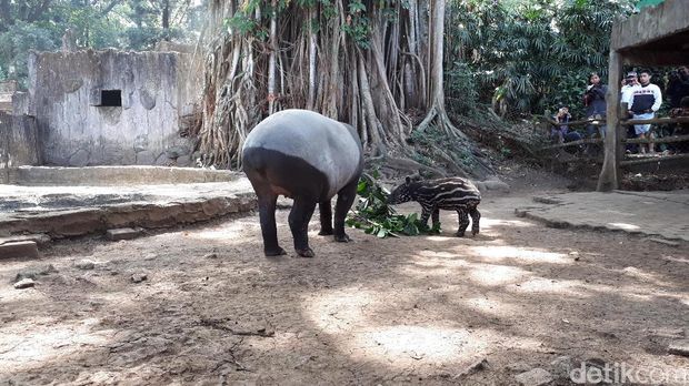 Bayi Tapir Langka Lahir di Kebun Binatang Bandung