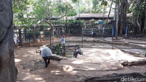 Bayi Tapir Langka Lahir di Kebun Binatang Bandung