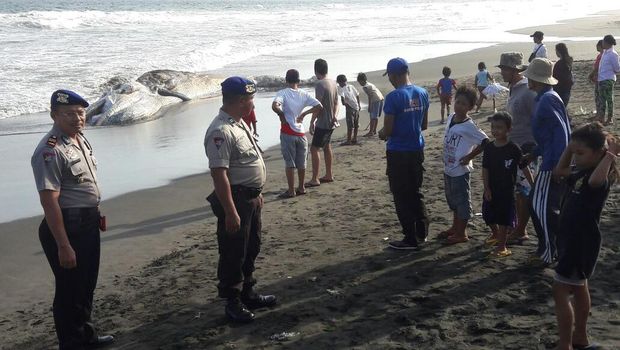 Bangkai Paus Terdampar Hebohkan Warga di Pantai Yeh Kuning Bali