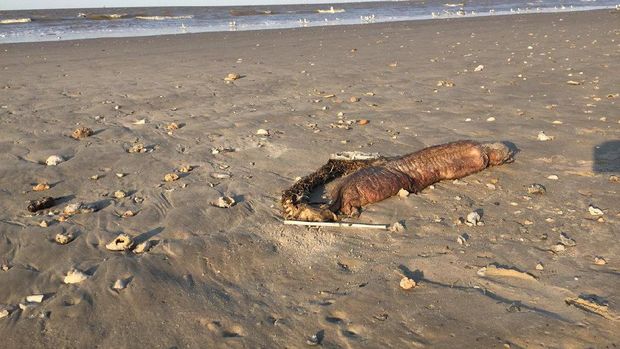 Ngeri! Makhluk Misterius Muncul dan Terdampar di Pantai Texas