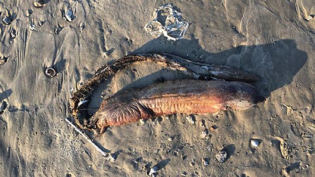 Ngeri! Makhluk Misterius Muncul dan Terdampar di Pantai Texas