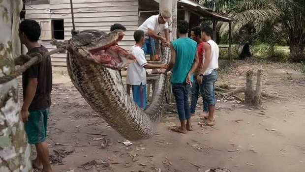 Bagai Film 'Anaconda', Pria Gelut Lawan Ular Piton di Riau