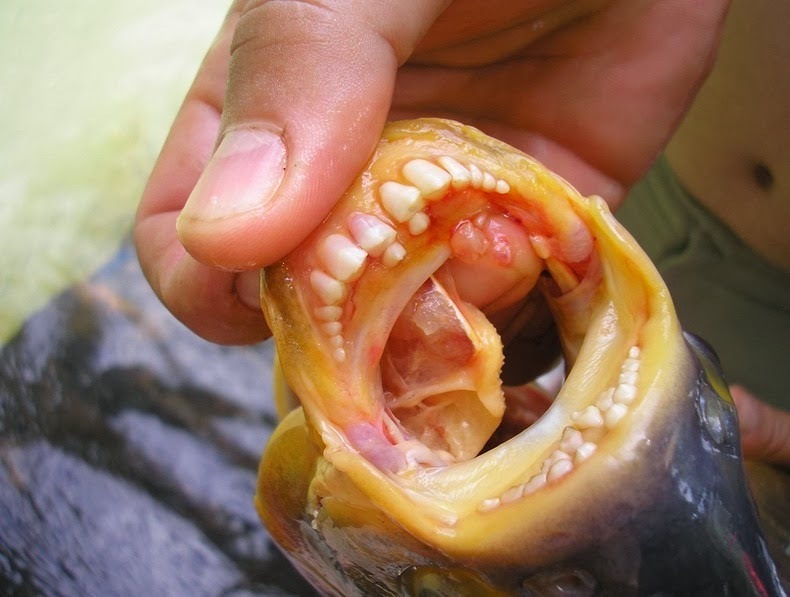 aneh tapi ada ikan bergigi cak lontong ( PIC INSIDE )