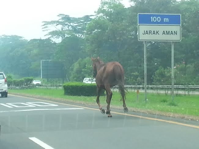 &#91;Hot News&#93;Kuda Lepas di Jalan Tol Jagorawi Bikin Heboh