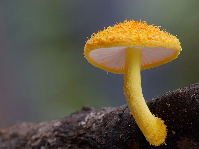 Kumpulan Foto Jamur-jamur bidikan Steve Axford