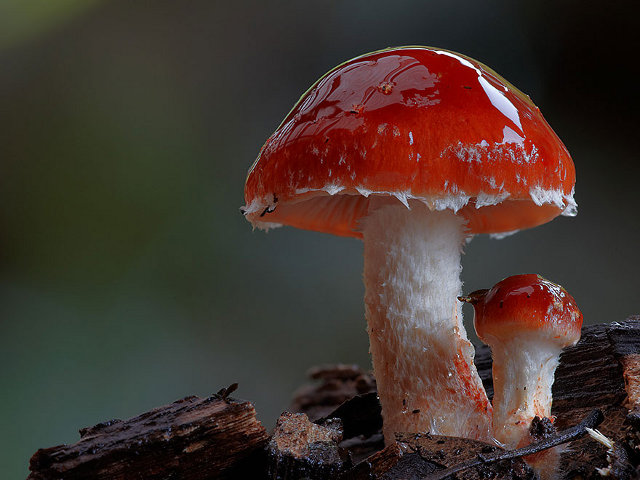 Kumpulan Foto Jamur-jamur bidikan Steve Axford