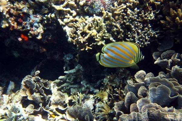 6 Spot Snorkeling di Indonesia Favorit Traveler