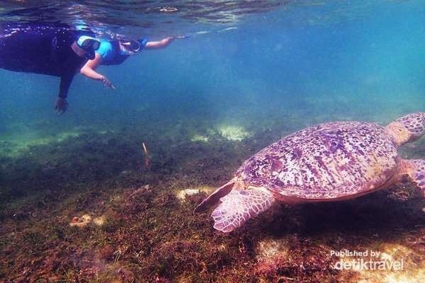 6 Spot Snorkeling di Indonesia Favorit Traveler