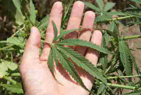 Ganja Bisa Bantu Mengatasi Gangguan-gangguan Kesehatan Ini