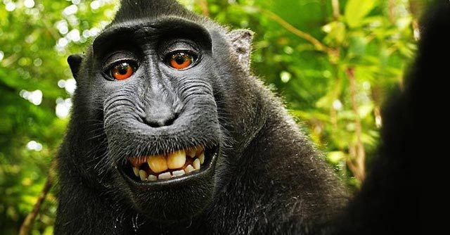 hak-cipta-ketika-foto-monyet-selfie-jadi-perdebatan