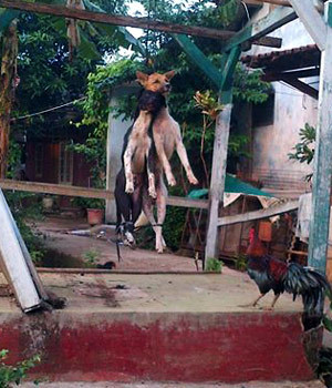 &#91;Berita HARAM&#93; 2 Anjing di Depok Dipukuli dan Digantung Hingga Mati