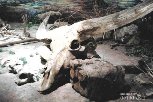 Museum Sangiran, Situs Warisan Dunia UNESCO di Indonesia