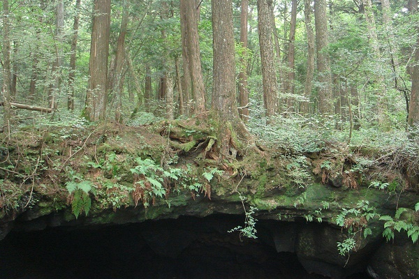 Fakta Aokigahara, Hutan Bunuh Diri di Jepang