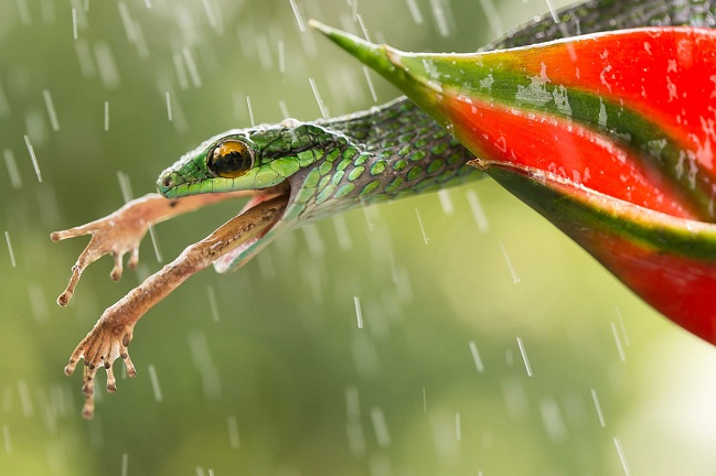 Deretan Foto Memukau Finalis Smithsonian