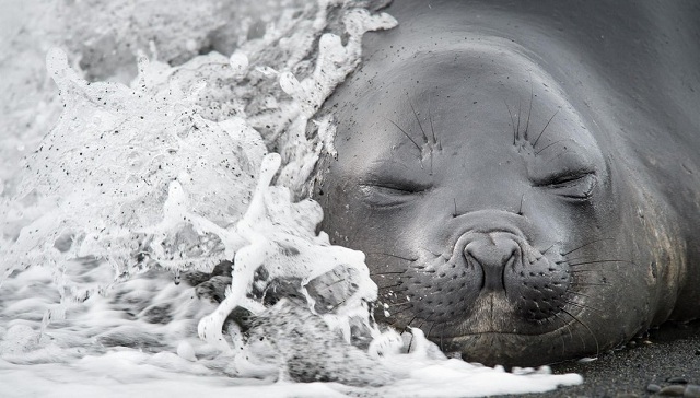 Deretan Foto Memukau Finalis Smithsonian