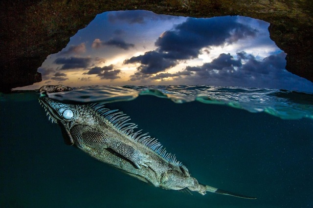 Deretan Foto Memukau Finalis Smithsonian