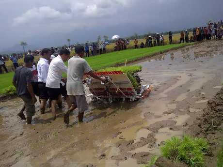  Tanpa Alas Kaki, Jokowi Nyemplung ke Lumpur Menanam Padi