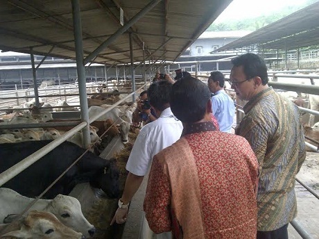 ahok-sodorkan-nama--usb--saat-diminta-berikan-nama-anak-sapi