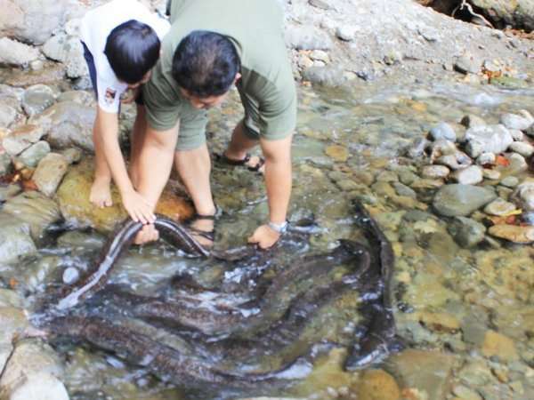 Benih 'Ikan Ular' Sidat Bisa Laku Rp 60 Juta/Kg di Jepang