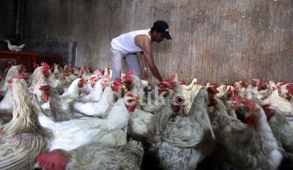 daging-ayam-di-jakarta-rp-35000-kg-ini-kata-peternak