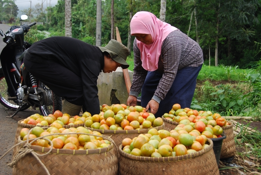Harga Anjlok Rp 200/Kg, Pemerintah Akan Borong Tomat Petani