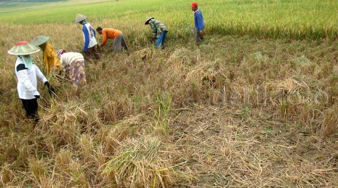 harga-pangan-jatuh-ke-titik-terendah