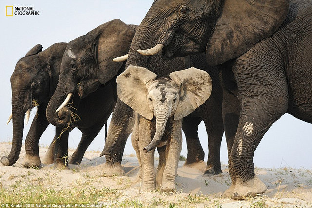 Jepretan Memukau Kontestan NatGeo 2015