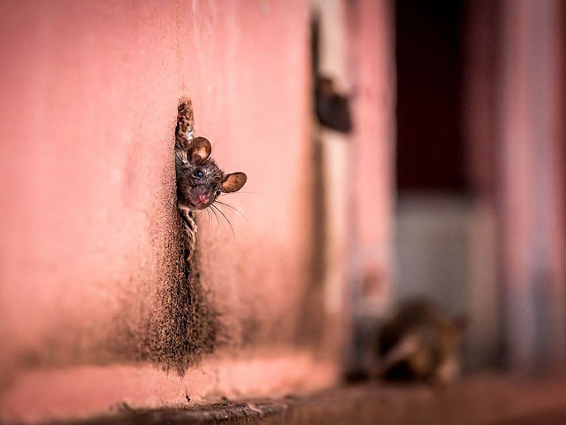 Deretan Foto Terbaik National Geographic Tahun 2015