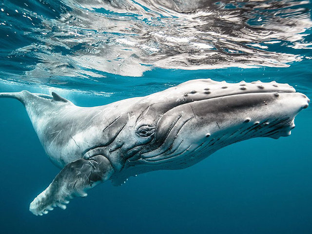 Deretan Foto Terbaik National Geographic Tahun 2015