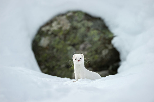 Deretan Foto Terbaik National Geographic Tahun 2015