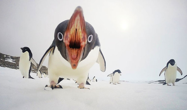 Deretan Foto Terbaik National Geographic Tahun 2015