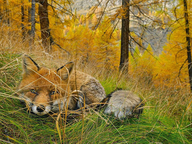 Deretan Foto Terbaik National Geographic Tahun 2015