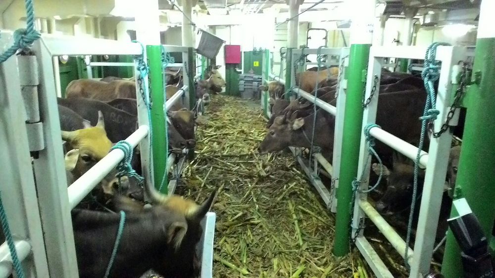 Ada Kapal Ternak, Mentan: Saya Ingin Harga Daging Sapi Rp 85.000/Kg