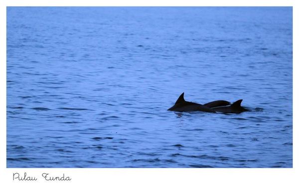 &#91; Patungan &#93; Mendadak Hunting Lumba - Lumba Pulau Tunda, Banten 13 - 15 Juni 2014