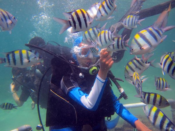 dukungan-dan-penolakan-terhadap-program-reklamasi-teluk-benoa-bali