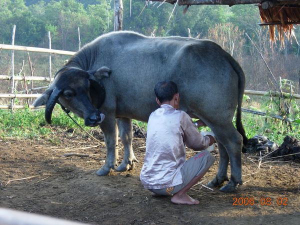 9 Susu yang harus kamu coba