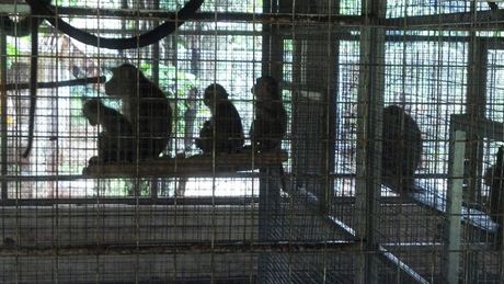 Setelah Ditolak Ragunan, Bagaimana Nasib Sarimin ke Depan?
