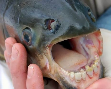 aneh tapi ada ikan bergigi cak lontong ( PIC INSIDE )