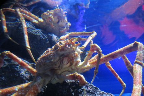 crabzilla-kepiting-raksasa-yang--kimpoi-silang--dengan-godzilla-ngeri-gan