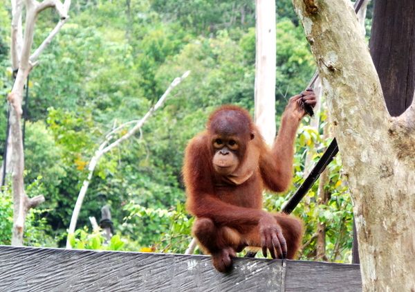 Aneka Tingkah Ical